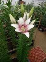 [5597 VH27  Sweet Zanica No01.JPG]